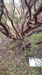 Arctostaphylos manzanita elegans