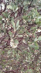 Arctostaphylos manzanita elegans