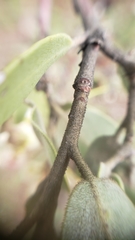 Arctostaphylos manzanita elegans