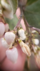 Arctostaphylos manzanita elegans