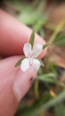 Collinsia sparsiflora collina