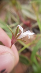 Collinsia sparsiflora collina