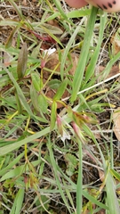 Collinsia sparsiflora collina