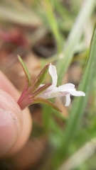 Collinsia sparsiflora collina