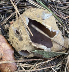 Sarcosphaera coronaria
