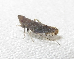 Scaphytopius acutus