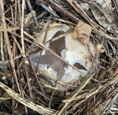 Sarcosphaera coronaria