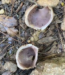 Sarcosphaera coronaria