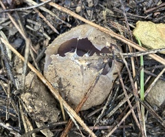 Sarcosphaera coronaria