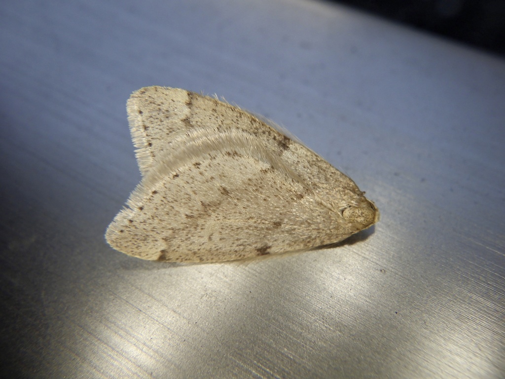 Inurois tenuis