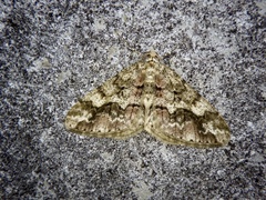 Pseuderannis amplipennis