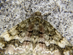 Pseuderannis amplipennis