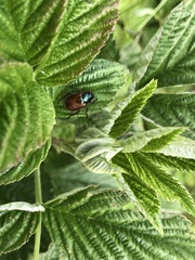 Phyllopertha horticola