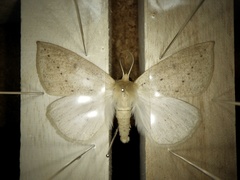 Descoreba simplex