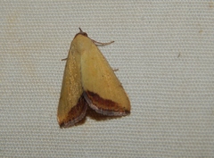 Phytometra subflavalis