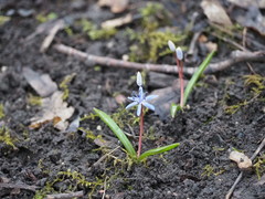 Scilla vindobonensis