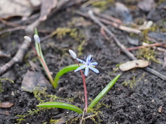 Scilla vindobonensis