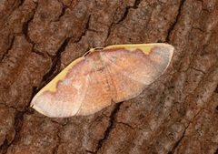 Nothomiza flavicosta