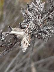 Opisthoncus abnormis