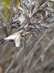Opisthoncus abnormis