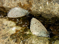Celastrina sugitanii