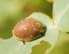 Paropsis aegrota