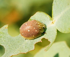Paropsis aegrota