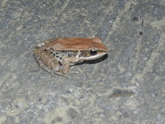 Hylarana latouchii