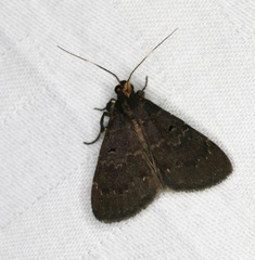 Hydrillodes abavalis