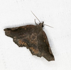 Pangrapta obscurata