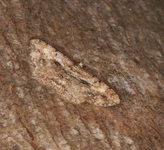 Psilalcis galsworthyi