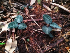 Anoectochilus formosanus