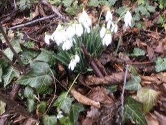 Galanthus nivalis