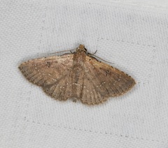 Cerynea punctilinealis