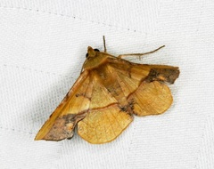 Fascellina plagiata
