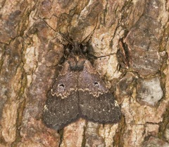 Hydrillodes abavalis