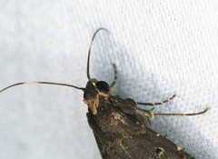 Hydrillodes abavalis