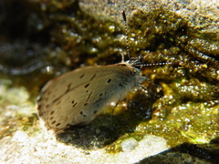 Celastrina sugitanii