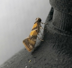 Promalactis lobatifera