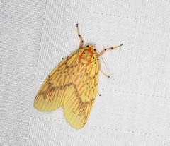 Barsine striata