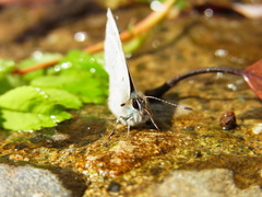 Celastrina sugitanii