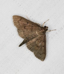 Omiodes tristrialis