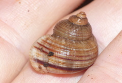Tropidophora