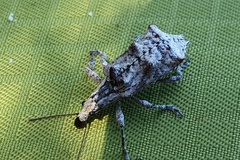 Agathinus tridens