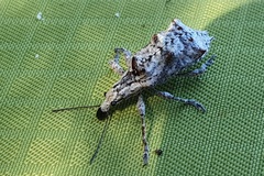 Agathinus tridens