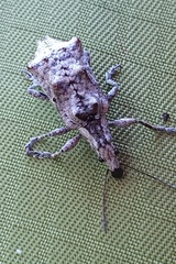 Agathinus tridens