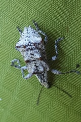 Agathinus tridens