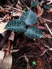 Anoectochilus formosanus