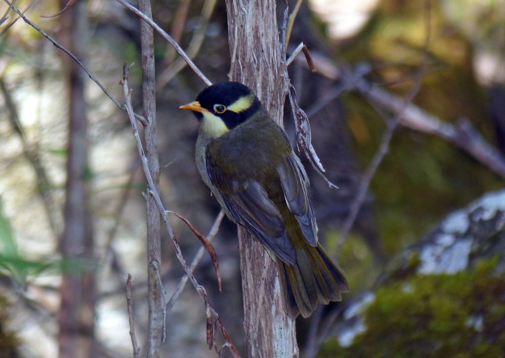 Strong-billed Honeyeater (Melithreptus validirostris) photo