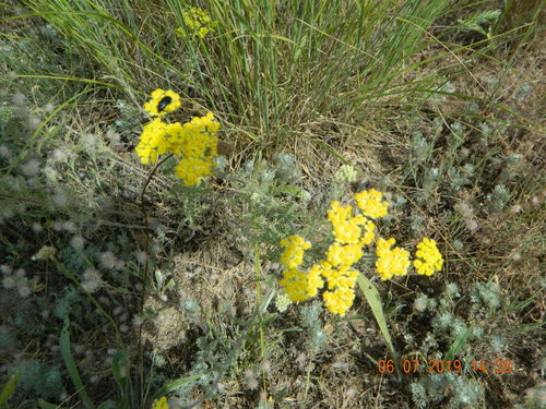 Image of Achillea leptophylla by (c) Galyna Mykytynets, some rights reserved (CC BY)